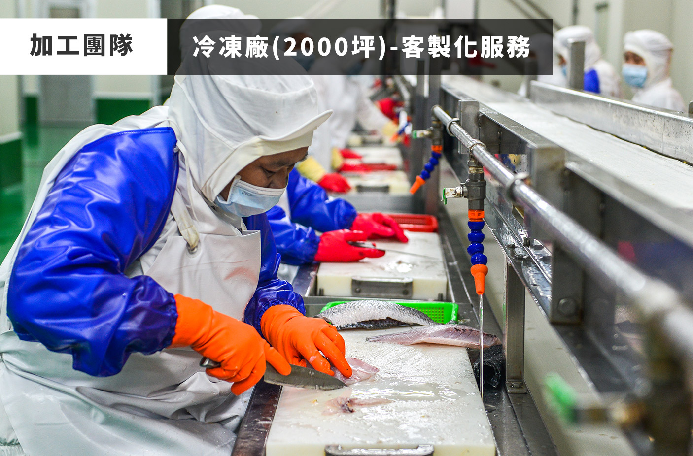 天時福冷凍食品有限公司國際站 提供天時福專業養殖,天時福水產加工,天時福冷凍加工