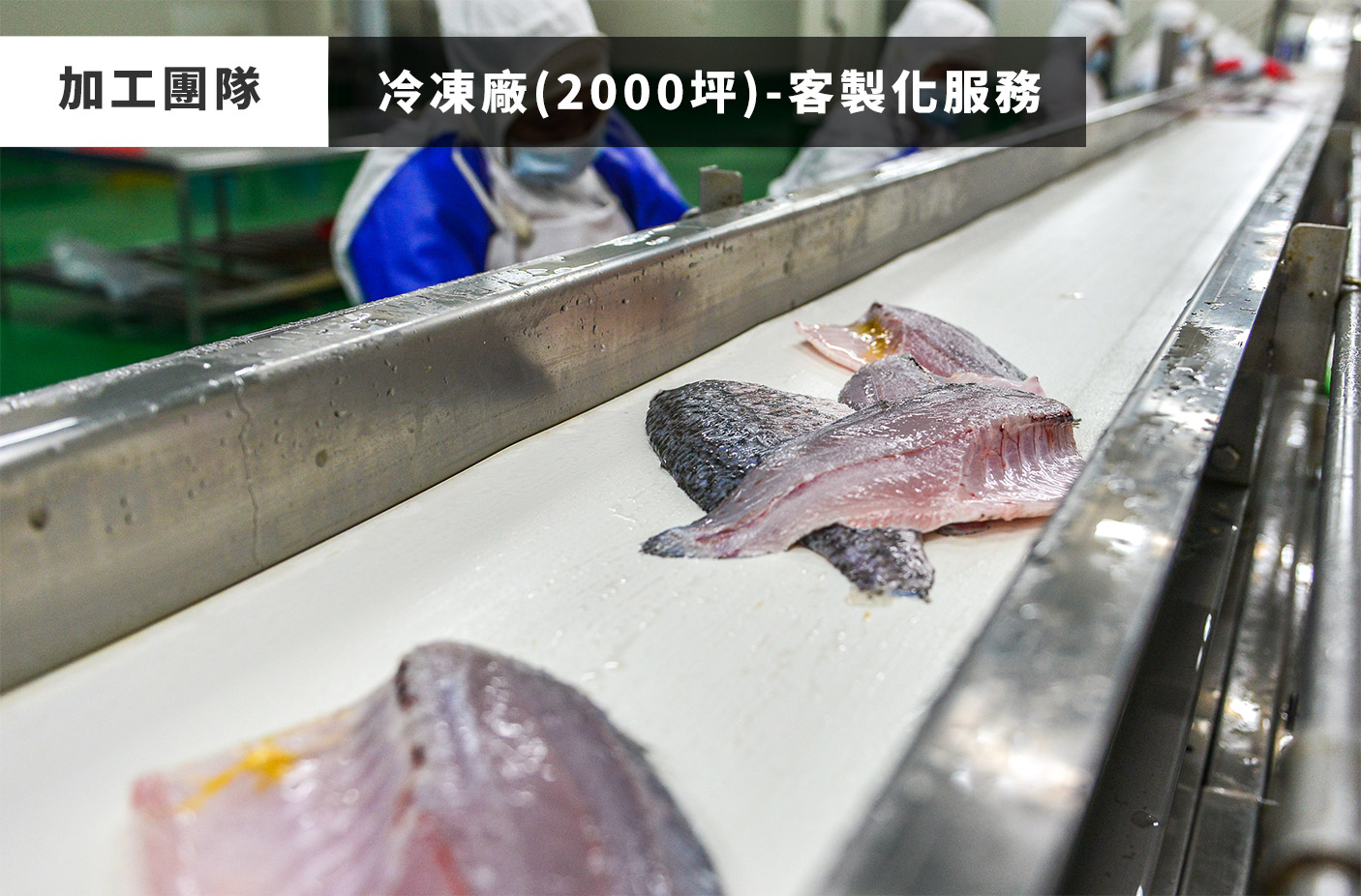 天時福冷凍食品有限公司國際站 提供天時福專業養殖,天時福水產加工,天時福冷凍加工